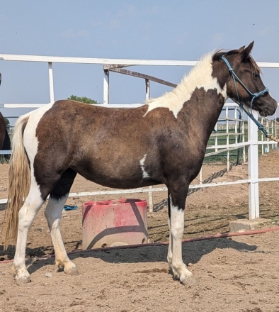 HorseID: 2276443 Twinkle toes - PhotoID: 1053604