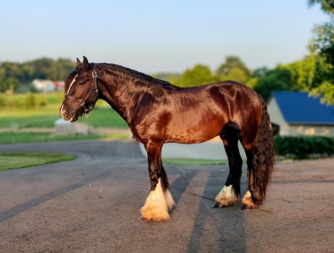 HorseID: 2276531 BW Ozma Of Oz Heaven Sent Prince Apollo - PhotoID: 1049850