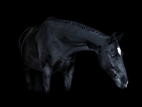 HorseID: 2276849 Pixar C - PhotoID: 1053749