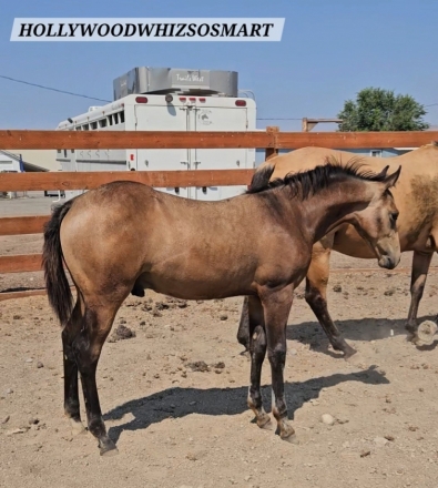 HorseID: 2276886 HOLLYWOODWHIZSOSMART - PhotoID: 1050355