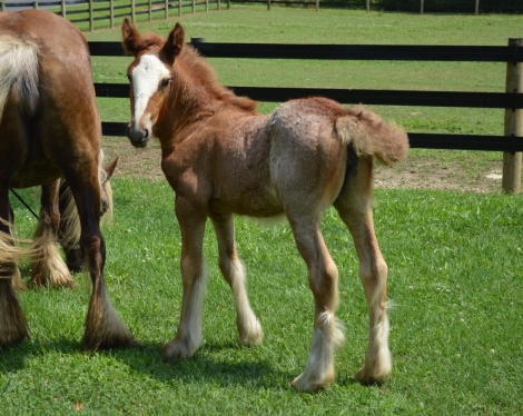 HorseID: 2277048 Chestnut Oak's Ember - PhotoID: 1050538