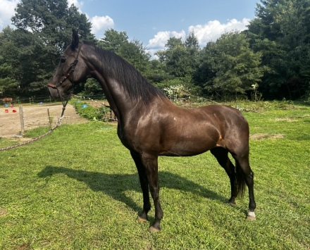 Wno Pretty In Black, Black American Saddlebred Mare, Clinton Anderson ...