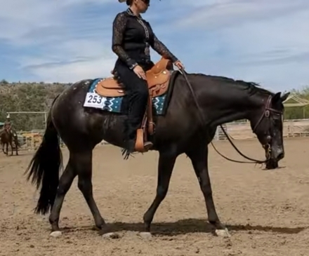 HorseID: 2277427 Beautiful black and white appaloosa mare - PhotoID: 1055134