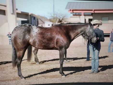 HorseID: 2277427 Beautiful black and white appaloosa mare - PhotoID: 1055135