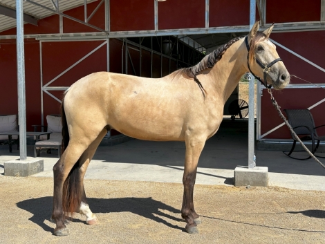 HorseID: 2277612 Shady Oaks Bailado's Sol - PhotoID: 1052586