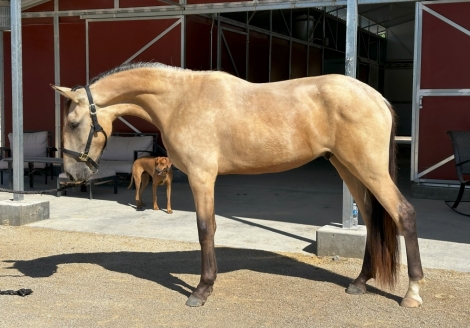 HorseID: 2277612 Shady Oaks Bailado's Sol - PhotoID: 1052583