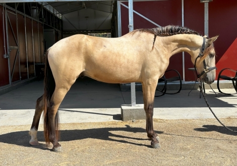 HorseID: 2277612 Shady Oaks Bailado's Sol - PhotoID: 1052584