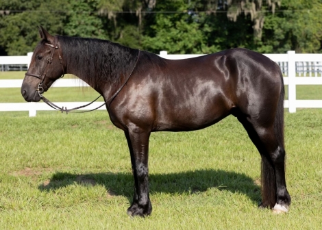 HorseID: 2278121 Cruze - PhotoID: 1051961