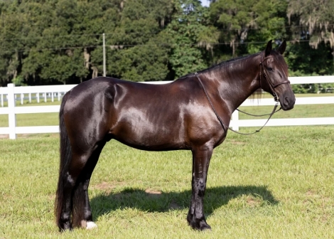 HorseID: 2278121 Cruze - PhotoID: 1051962