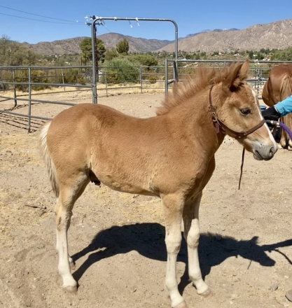 HorseID: 2278376 LOGI FROM BROKAHOLIC FARMS - PhotoID: 1052526