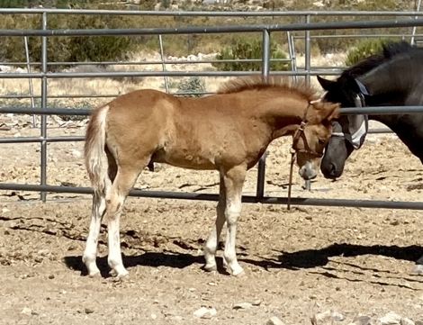 HorseID: 2278376 LOGI FROM BROKAHOLIC FARMS - PhotoID: 1052689