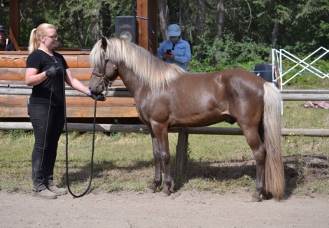 HorseID: 2278376 LOGI FROM BROKAHOLIC FARMS - PhotoID: 1052690