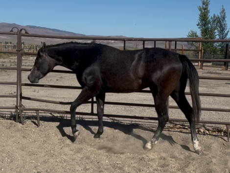 HorseID: 2278386 GENTLEMEN N COWBOYS - PhotoID: 1081146