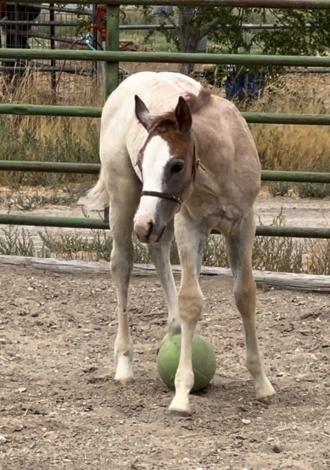 HorseID: 2278469 FILLY - PhotoID: 1052407