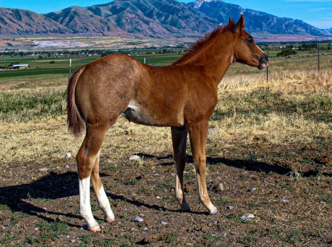 HorseID: 2278473 Sannman Stud Colt - PhotoID: 1052408