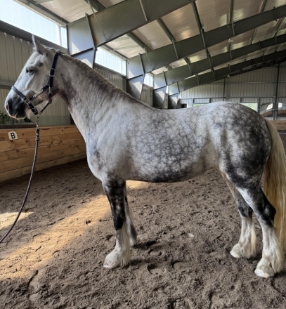 HorseID: 2278501 Willow - PhotoID: 1052434