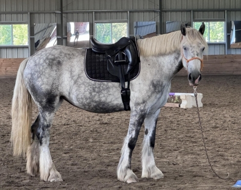 Willow, Grey Gypsy Horse Cross Mare, 🤩 GORGEOUS 🤩 5 year old 15 3h cob ...