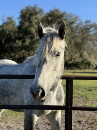 Willow, Grey Gypsy Horse Cross Mare, 🤩 GORGEOUS 🤩 5 year old 15 3h cob ...