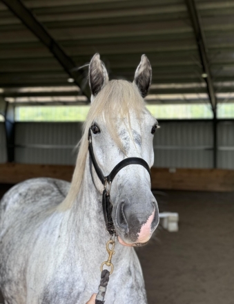 Willow, Grey Gypsy Horse Cross Mare, 🤩 GORGEOUS 🤩 5 year old 15 3h cob ...