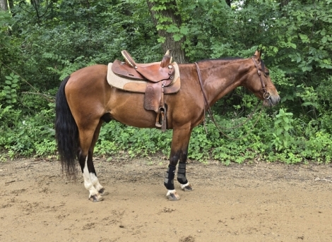 HorseID: 2278518 Chief - PhotoID: 1052451