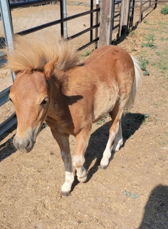 HorseID: 2278521 CANYON ACRES CHIPS WICKED PHARAOH - PhotoID: 1052468