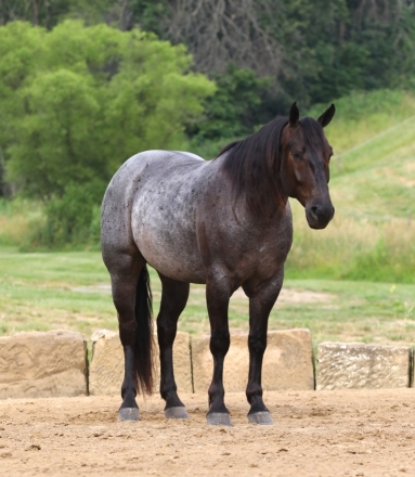 HorseID: 2278523 Buckeyes Garfield - PhotoID: 1052457