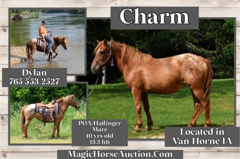 HorseID: 2278561 Charm - PhotoID: 1052482