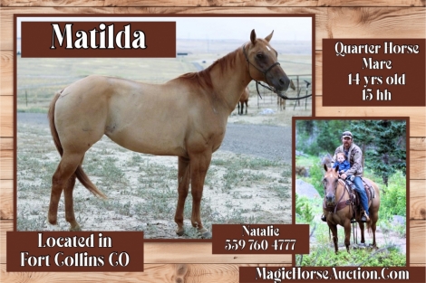 HorseID: 2278562 Matilda - PhotoID: 1052483