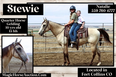 HorseID: 2278566 Stewie - PhotoID: 1052492