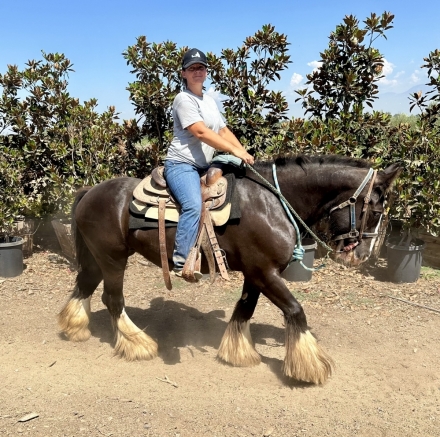 Mandarin Gula Hershey, Smoky Black Gypsy Horse Mare, Smokey Black Gypsy ...