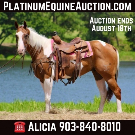 HorseID: 2278638 Wishbone AD - PhotoID: 1052732