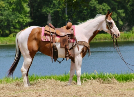 HorseID: 2278638 Wishbone AD - PhotoID: 1052733