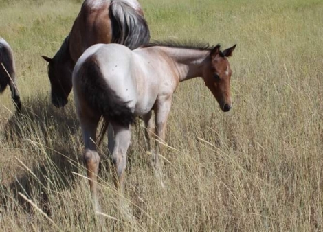 Metallic Cats Shine., Bay Roan AQHA Quarter Horse Colt, Metallic Cat ...