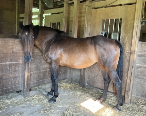 HorseID: 2278669 Winnie - PhotoID: 1052621