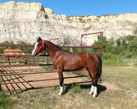 HorseID: 2278670 Prairie Hill Chrome - PhotoID: 1052622