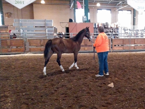 HorseID: 2278670 Prairie Hill Chrome - PhotoID: 1052625