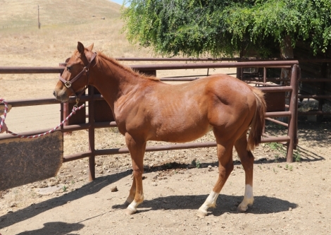 HorseID: 2278735 MAD Dandly Lil Prince - PhotoID: 1052744