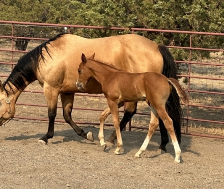 HorseID: 2278737 MC Classical Amadeus - PhotoID: 1052684