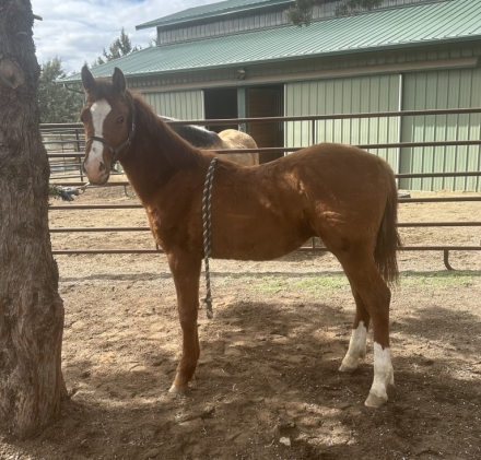 HorseID: 2278737 MC Classical Amadeus - PhotoID: 1052687