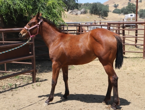 HorseID: 2278738 MAD Sonny Lil Pep - PhotoID: 1052746