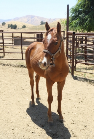 HorseID: 2278743 Gary (Grade) - PhotoID: 1052747