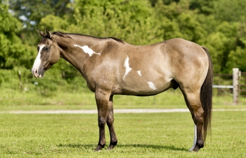 HorseID: 2278752 SpiceyHotButterShot - PhotoID: 1052751