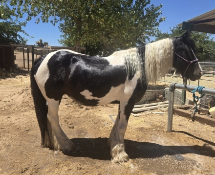 HorseID: 2278758 Gypsy Vanners for sale GVHS registered - PhotoID: 1052765