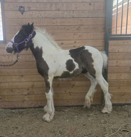 HorseID: 2278758 Gypsy Vanners for sale GVHS registered - PhotoID: 1052767