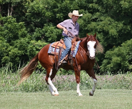 HorseID: 2278779 All Is Lip Smacking Good - PhotoID: 1052794