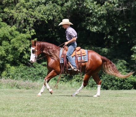 HorseID: 2278779 All Is Lip Smacking Good - PhotoID: 1052795