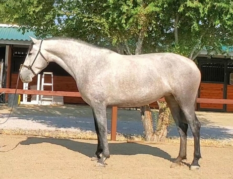 HorseID: 2278786 Volada Plata - PhotoID: 1052806