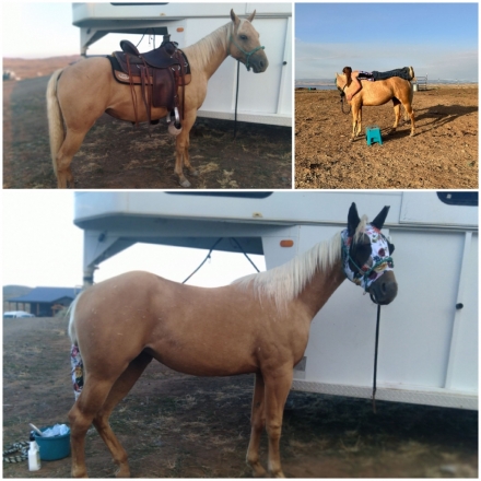 Leos Driftwood Ally, Palomino AQHA Quarter Horse Filly, Filly in Idaho ...