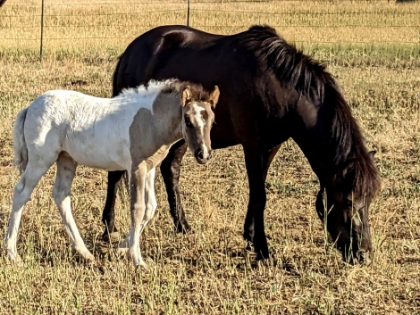 HorseID: 2278817 Krækja from Lough Arrow II - PhotoID: 1052836