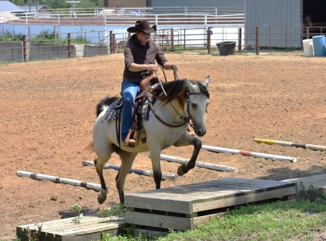 HorseID: 2278821 Traveler’s Flicka Shimmer D - PhotoID: 1052848